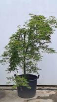 Acer Palmatum Dissectum Viridis Unique Tree For Sale UK