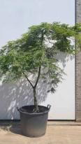 Acer Palmatum Dissectum Viridis Unique Tree For Sale UK