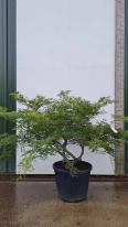 Acer Palmatum Green Globe Unique Tree For Sale UK