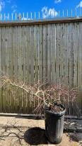 Acer Palmatum Inaba Shidare Unique Tree For Sale UK