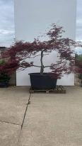 Acer Palmatum Inaba Shidare Unique Tree For Sale UK