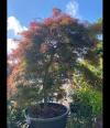 Acer Palmatum Inaba Shidare Unique Tree For Sale UK