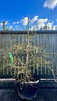 Acer Palmatum Ornatum Unique Tree For Sale UK