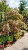 Acer Palmatum Ornatum Unique Tree For Sale UK