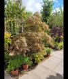 Acer Palmatum Ornatum Unique Tree For Sale UK