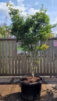 Acer Palmatum Osakazuki Unique Tree For Sale UK