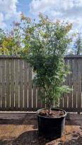 Acer Palmatum Scolopendrifolium Unique Tree For Sale UK