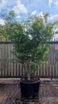 Acer Palmatum Scolopendrifolium Unique Tree For Sale UK