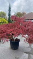Acer Palmatum Tamukeyama Unique Tree For Sale UK