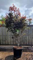 Acer Palmatum Trompenburg Unique Tree For Sale UK