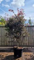 Acer Palmatum Trompenburg Unique Tree For Sale UK