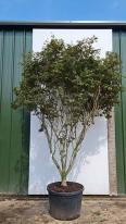 Acer Palmatum Trompenburg Unique Tree For Sale UK