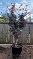 Acer Palmatum Trompenburg Unique Tree For Sale UK