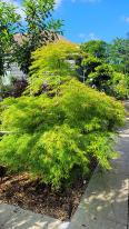 Acer Palmatum Viridis Unique Tree For Sale UK