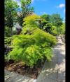Acer Palmatum Viridis Unique Tree For Sale UK