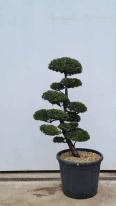 Chamaecyparis Obtusa Cloud Tree Unique Tree For Sale UK