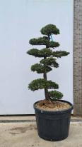 Chamaecyparis Obtusa Cloud Tree Unique Tree For Sale UK