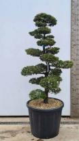 Chamaecyparis Obtusa Cloud Tree Unique Tree For Sale UK