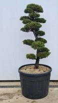 Chamaecyparis Obtusa Cloud Tree Unique Tree For Sale UK