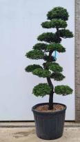 Chamaecyparis Obtusa Cloud Tree Unique Tree For Sale UK