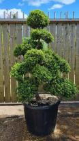 Ilex Crenata Cloud Tree Unique Tree For Sale UK