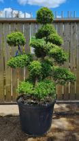Ilex Crenata Cloud Tree Unique Tree For Sale UK
