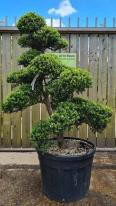 Ilex Crenata Cloud Tree Unique Tree For Sale UK