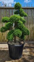 Ilex Crenata Cloud Tree Unique Tree For Sale UK