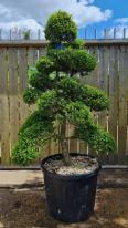 Ilex Crenata Cloud Tree Unique Tree For Sale UK