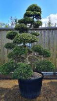 Ilex Crenata Cloud Tree Unique Tree For Sale UK