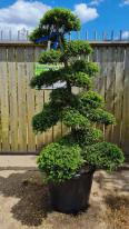 Ilex Crenata Cloud Tree Unique Tree For Sale UK