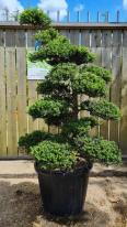Ilex Crenata Cloud Tree Unique Tree For Sale UK