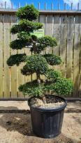 Ilex Crenata Cloud Tree Unique Tree For Sale UK