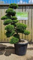 Ilex Crenata Cloud Tree Unique Tree For Sale UK