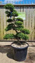 Ilex Crenata Unique Tree For Sale UK
