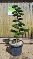 Ilex Crenata Unique Tree For Sale UK