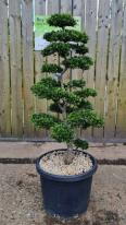 Ilex Crenata Unique Tree For Sale UK