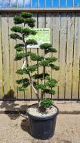 Ilex Crenata Unique Tree For Sale UK