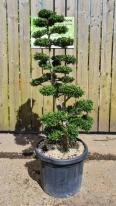Ilex Crenata Unique Tree For Sale UK