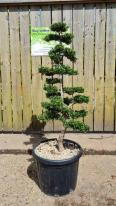 Ilex Crenata Unique Tree For Sale UK