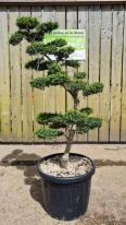 Ilex Crenata Unique Tree For Sale UK