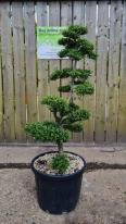 Ilex Crenata Unique Tree For Sale UK
