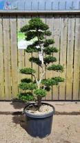 Ilex Crenata Unique Tree For Sale UK