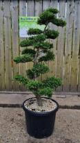 Ilex Crenata Unique Tree For Sale UK