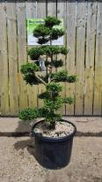 Ilex Crenata Unique Tree For Sale UK