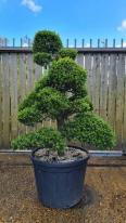 Ilex Crenata Unique Tree For Sale UK