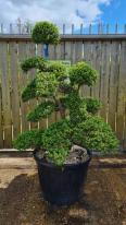 Ilex Crenata Cloud Tree Unique Tree For Sale UK