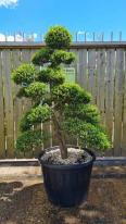 Ilex Crenata Cloud Tree Unique Tree For Sale UK