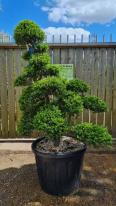 Ilex Crenata Cloud Tree Unique Tree For Sale UK