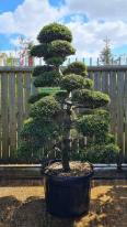 Ilex Crenata Cloud Tree Unique Tree For Sale UK